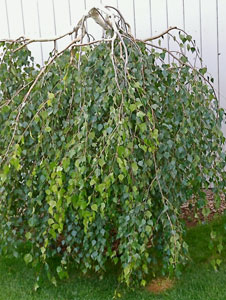 betula pendula youngii liscari rasadnik jelovac