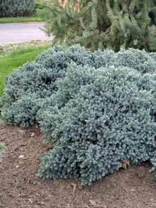 juniperus blue star thuja tuja rasadnik jelovac