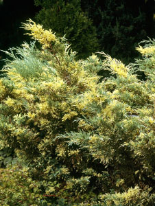juniperus media blue and gold thuja tuja rasadnik jelovac