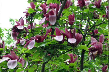 magnolia liliiflora rasadnik jelovac ukrasno siblje puzavice