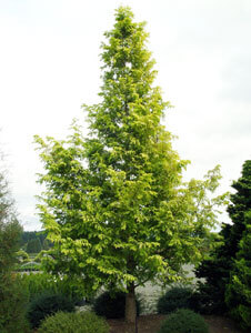 metasequoia glyptostroboides cetinari rasadnik jelovac
