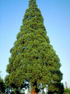sequoiadendron giganteum cetinari rasadnik jelovac