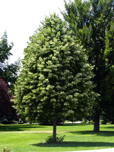 tilia grandifolia liscari rasadnik jelovac